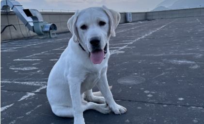 xkty星空,xkty.com-健合3千万年薪女总裁去职，任内举债并购宠物业务侵蚀业绩